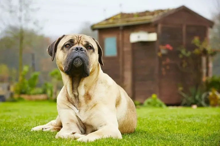 How Many Puppies Can a Cane Corso Have? Facts & Beyond