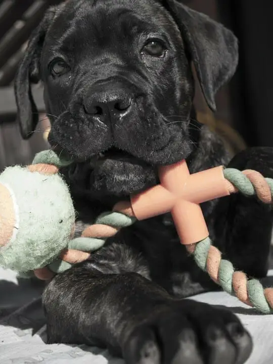 What Is the Lifespan of a Cane Corso? All the Facts You Need