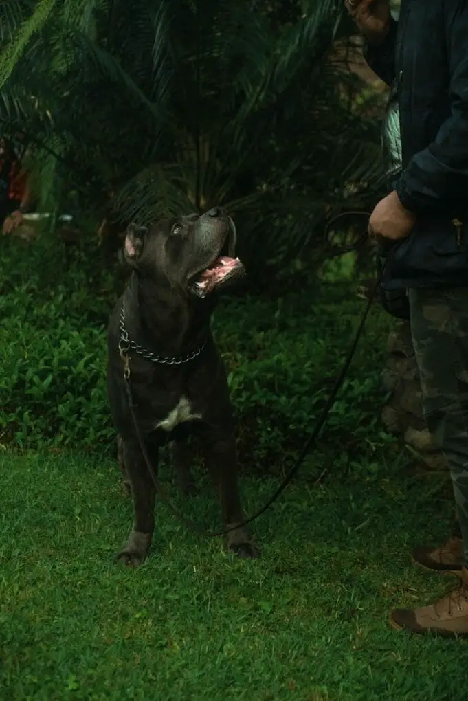 Can a Cane Corso Kill a Coyote? All the Facts Owners Should Know