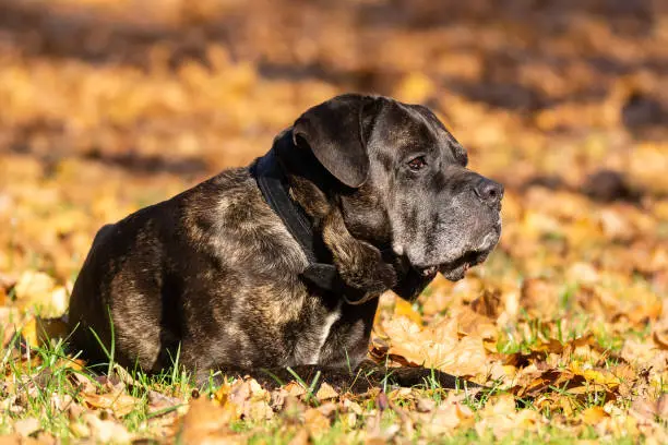 Can a Cane Corso Kill a Wolf? Plus 9 Ways to Avoid Conflicts