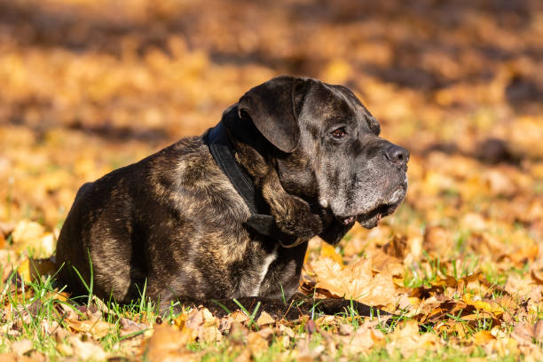 Can a Cane Corso Kill a Wolf? Plus 9 Ways to Avoid Conflicts