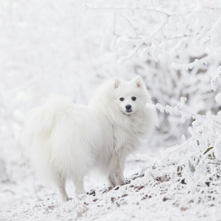 Dogs That Look Like a Lion: Here Are 13 Dog Breeds