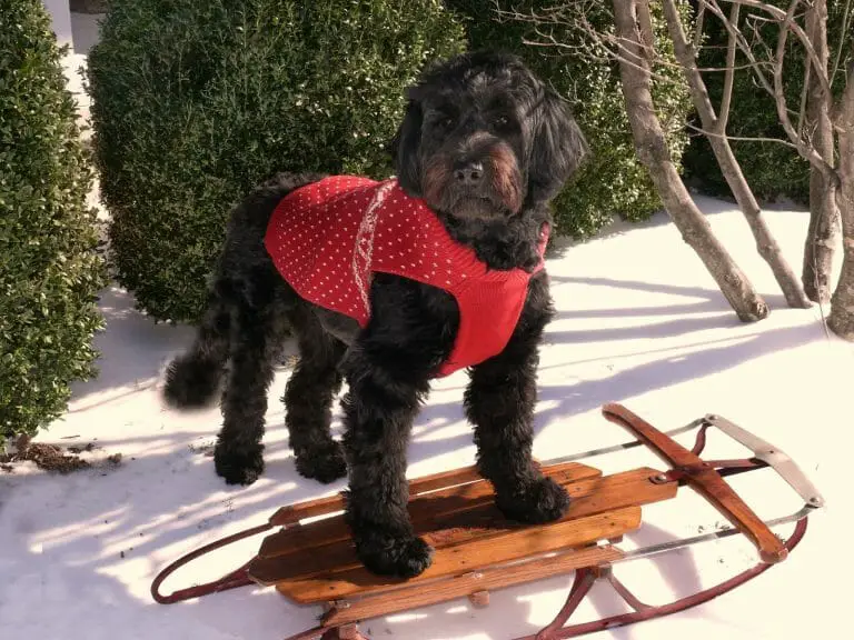 How Much Does a Portuguese Water Dog Cost? A 2022 Price Guide