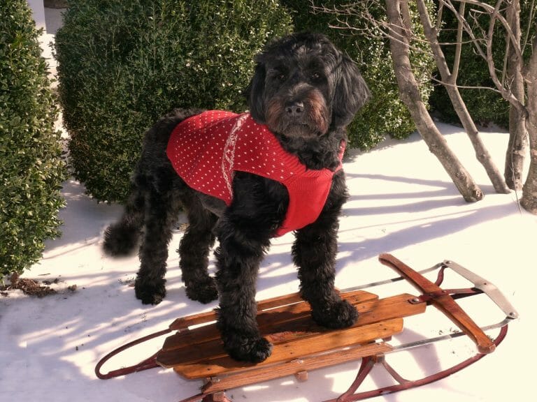 How Much Does a Portuguese Water Dog Cost? A 2022 Price Guide