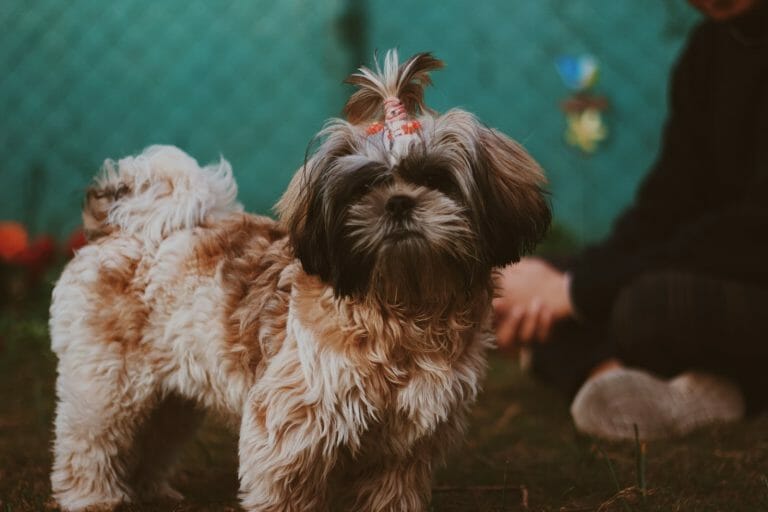 Dogs That Look Like Ewoks: 13 Ewok Look-Alikes!