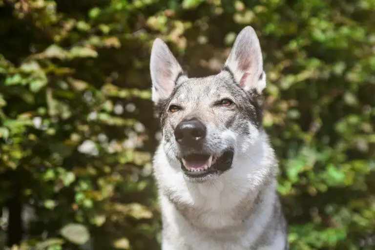 Dogs That Look Like a Wolf: 15 Listed Look-Alikes