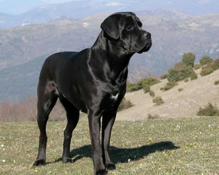 Neapolitan Mastiff vs Cane Corso: Comparing Italian Mastiff Breeds