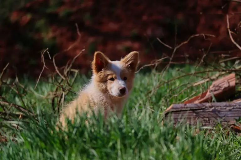 Dogs That Look Like a Fox: 14 Fox-Like Dog Breeds