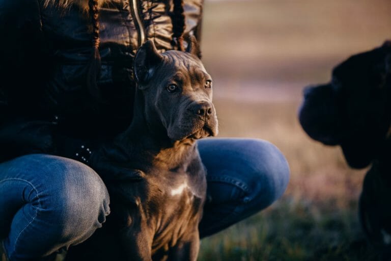 Cane Corso vs Lion: Who Would Win the Fight?