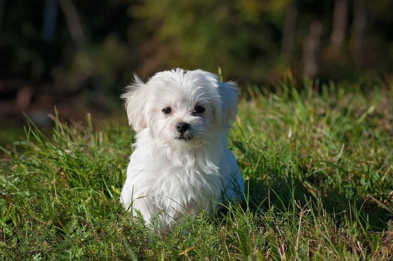 Dogs That Look Like a Mop: All 13 Mop-Like Breeds