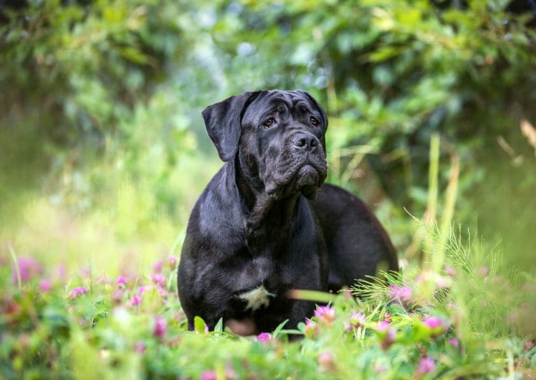 Cane Corso vs Doberman: What Are Their Differences?