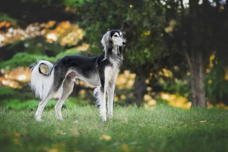 Dogs That Look Like Horse: 10 Listed Doppelgängers