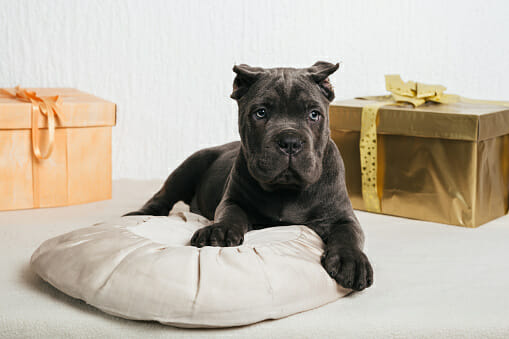 Cane Corso Male vs Female: Which One Is the Better Choice?