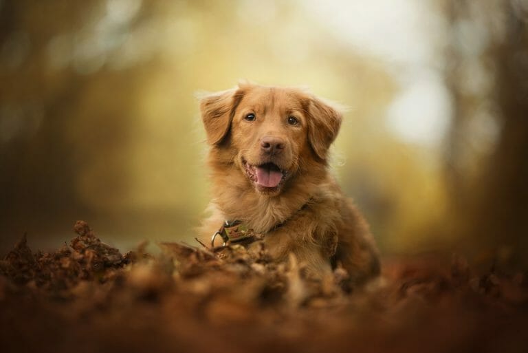 Dogs That Look Like a Golden Retriever: All 12 Similar Breeds