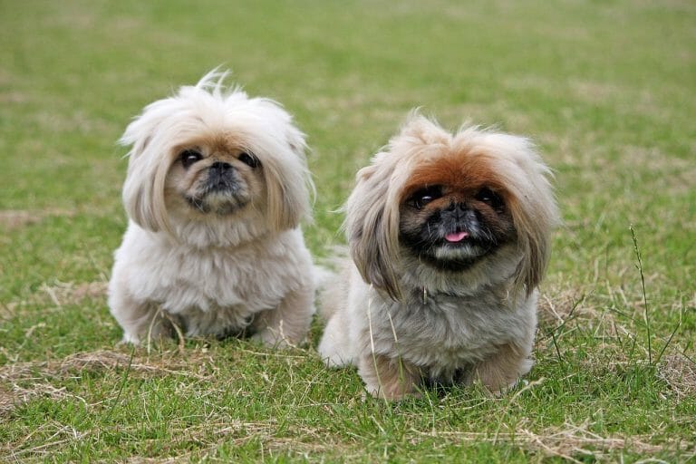 Dogs That Look Like Chewbacca: 10 Star Wars Duplicate, Dog Version