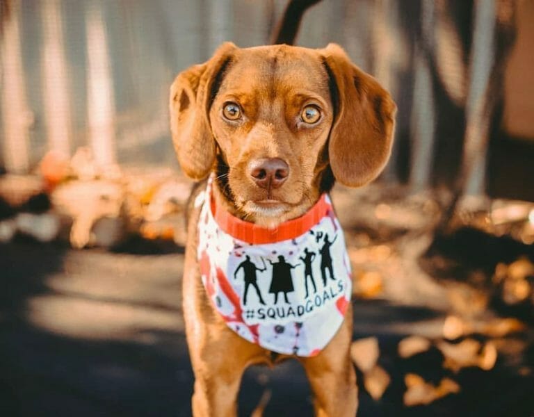 Dogs That Look Like a Beagle: 11 Pure and Mixed Breeds Look-Alikes