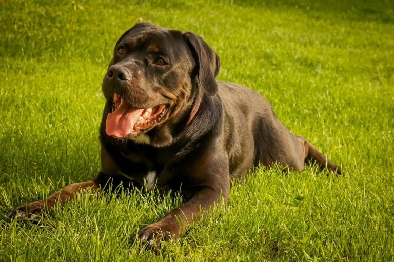 Cane Corso vs Coyote: Who’s Stronger?