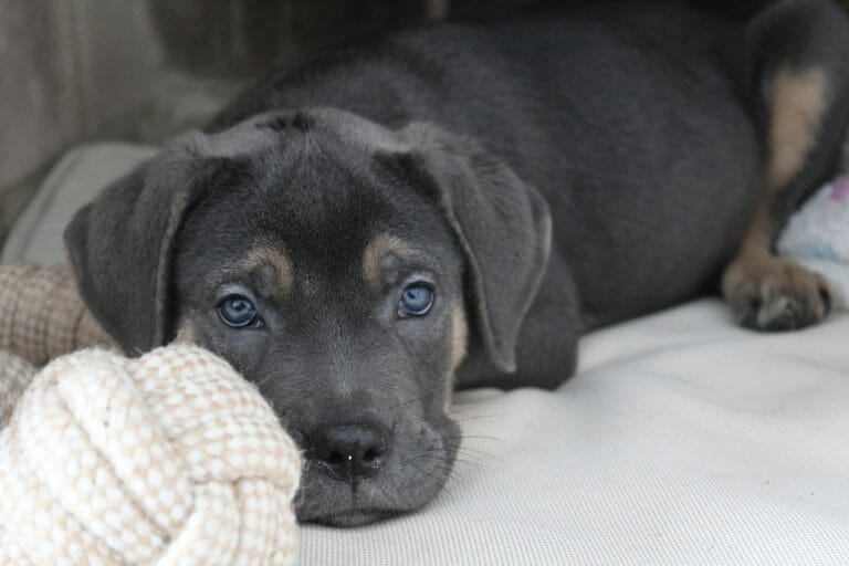 Akita vs Cane Corso: Which Dog is a Better Pet?