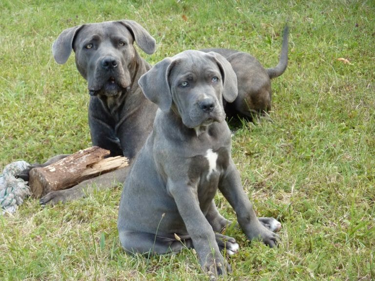 Cane Corso vs American Bully: A Side by Side Comparison