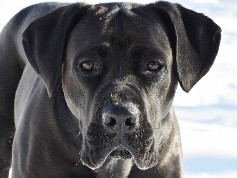 Cane Corso vs Siberian Husky: A Detailed Breed Comparison