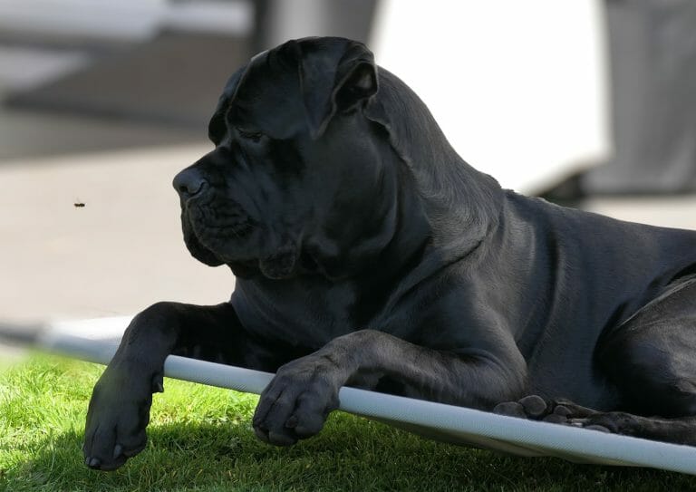 Cane Corso vs Hyena: Who’s More Dangerous?