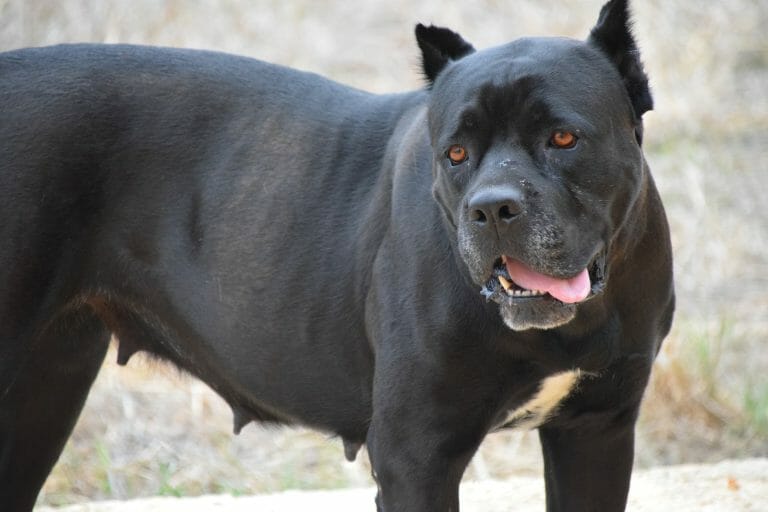 Cane Corso vs Jaguar: Who’s the Underdog?