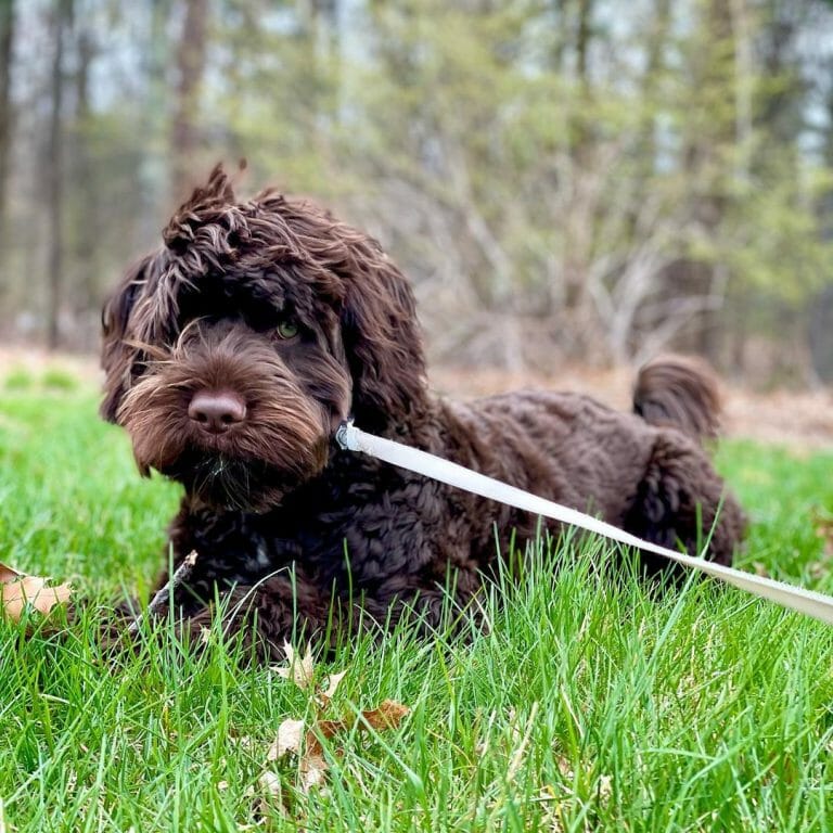 Portuguese Water Dog Weight: His Ideal Mass and How to Maintain It 