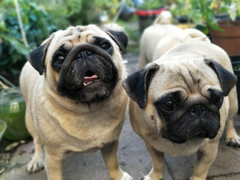 Dogs That Look Like Pugs: 12 Striking Similar Breeds