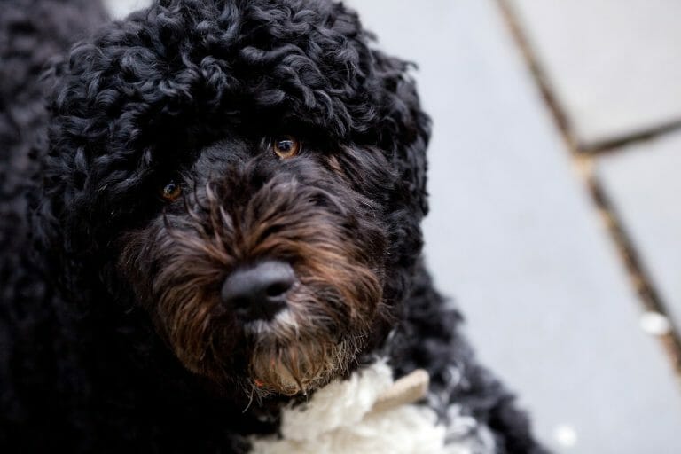 Do Portuguese Water Dogs Shed?  4 Ways to Control It