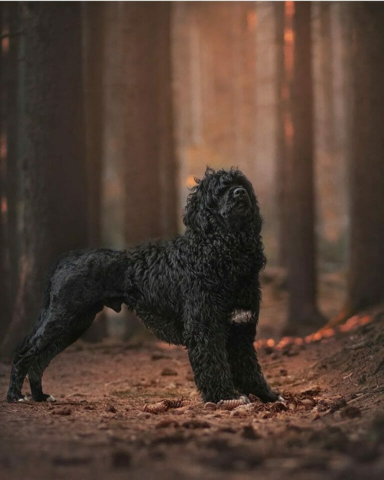 Portuguese Water Dog Haircut: 3 Types of Clips For Your Dog