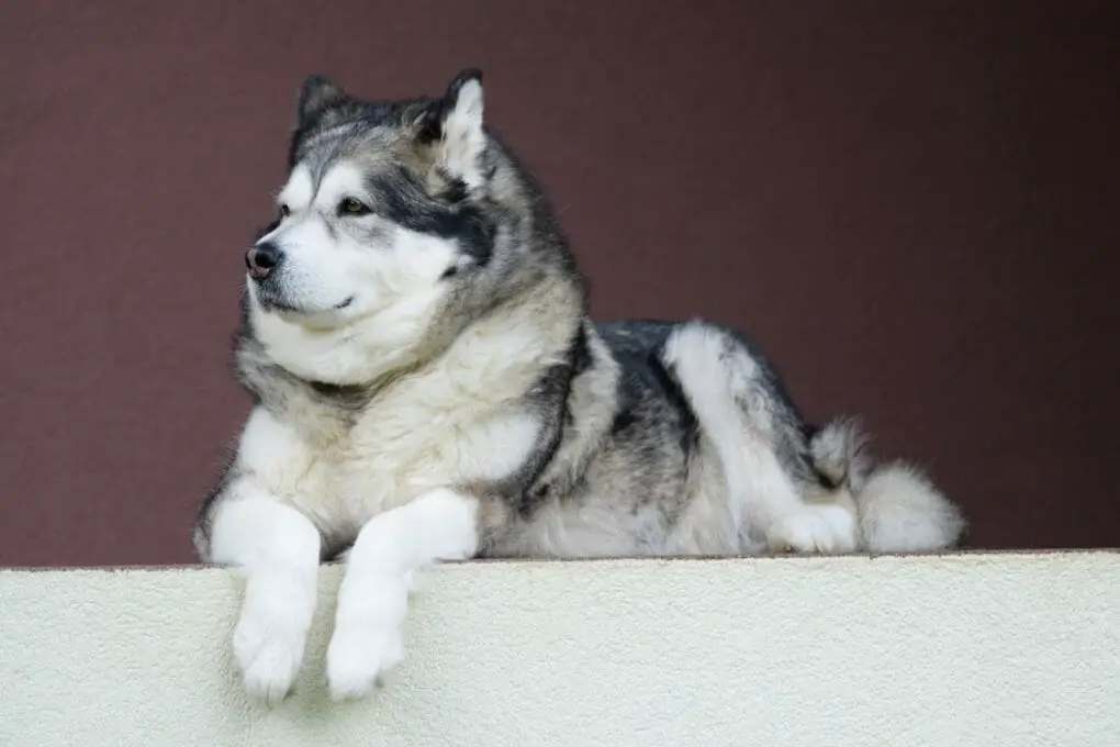 Dogs That Look Like a Husky: 17 Breeds to Choose From