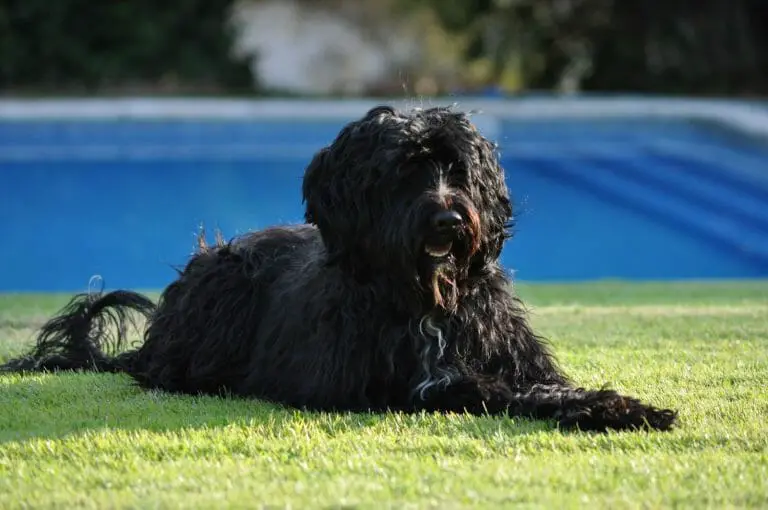 What Colors Are Portuguese Water Dogs? Know Their 3 Possible Colors