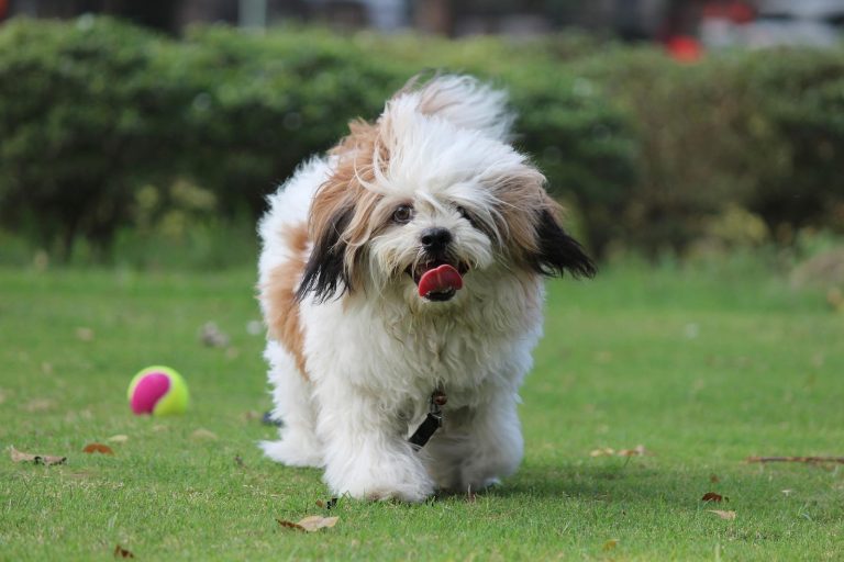 14 Dogs Similar to Shih Tzu (Same Cuteness)