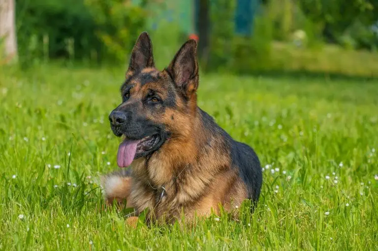 Dogs That Look Like a German Shepherd: Meet 13 Breeds!