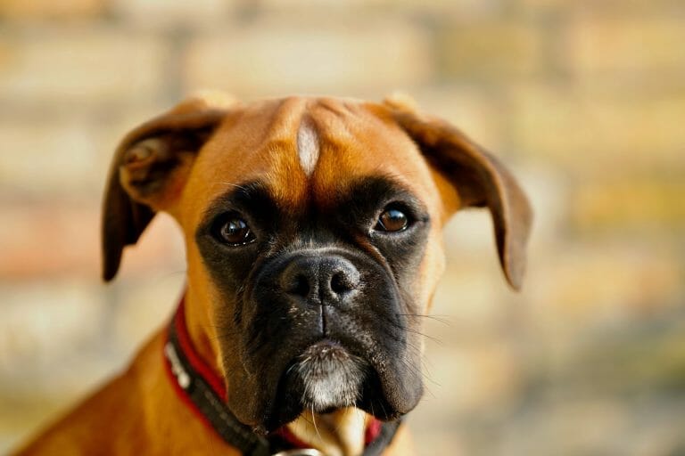 Dogs That Look Like Boxers: 13 Breeds With Boxer Features