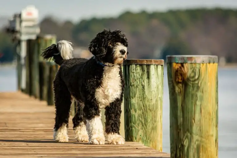 Where to Buy Portuguese Water Dog: 4 Suggested Websites You Can Visit