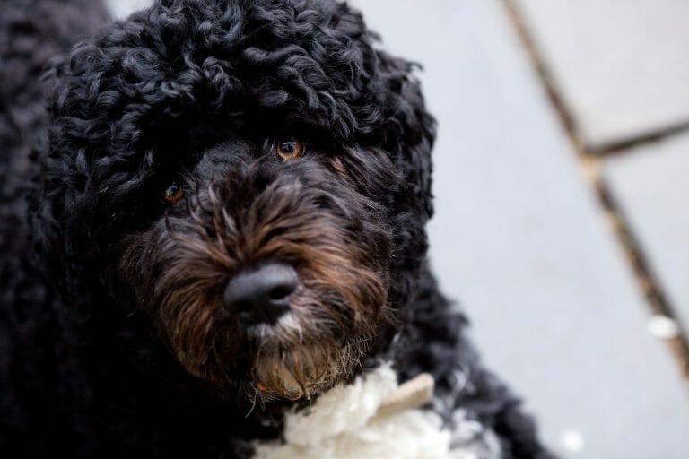 Do Portuguese Water Dogs Have Webbed Feet? Everything, Explained