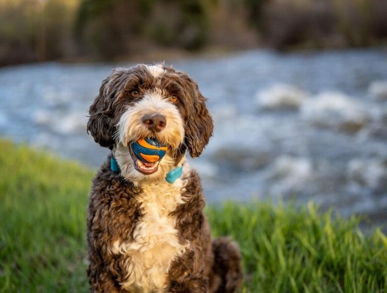 Are Portuguese Water Dogs Aggressive? 6 Reasons and 5 Tips