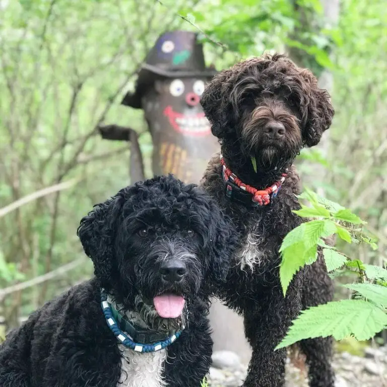 Are Portuguese Water Dogs Good Guard Dogs? 5 Qualities + 3 Reasons Why They’re Not