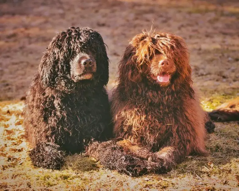 Do Portuguese Water Dogs Like to Cuddle? 3 Reasons + More to Know