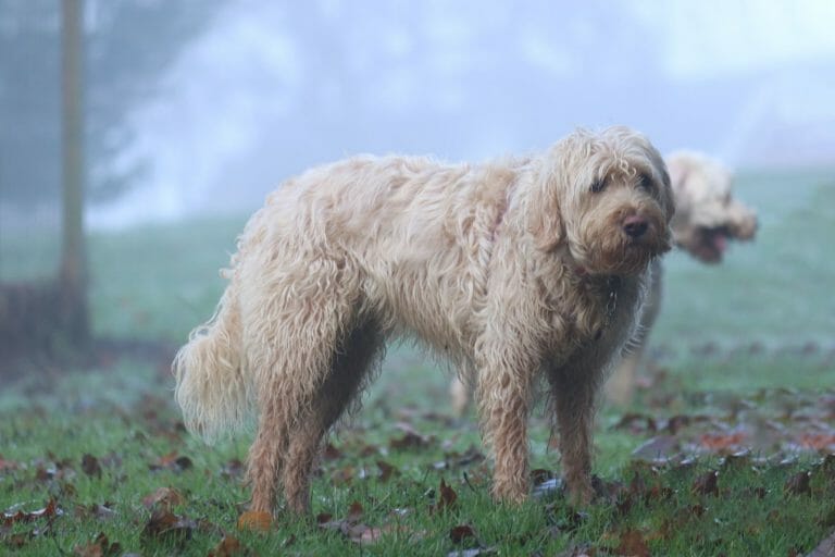 Otterhound vs Labradoodle: A Comparison Guide