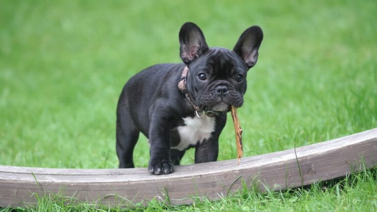 12 Dogs That Look Like a French Bulldog (With Pictures)