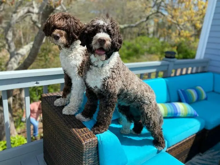 How Long Can You Leave a Portuguese Water Dog Alone? 7 Things to Consider