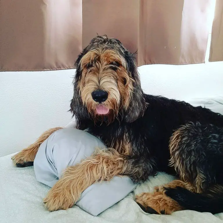 How Rare Is an Otterhound? The World’s Vulnerable Breed