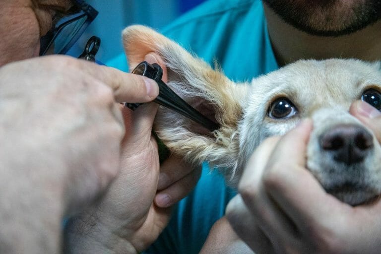 How to Put Ear Drops in an Uncooperative Dog: 4 Easy Steps