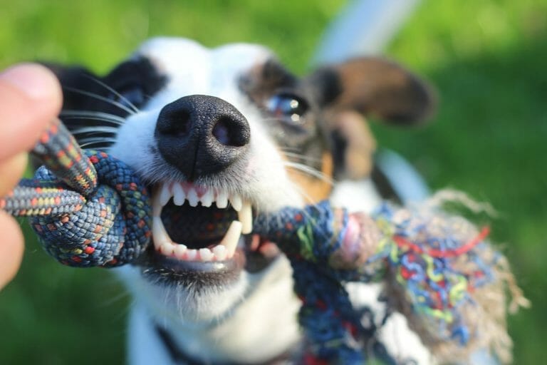 How Strong Are Dogs Teeth? All the Facts You Need