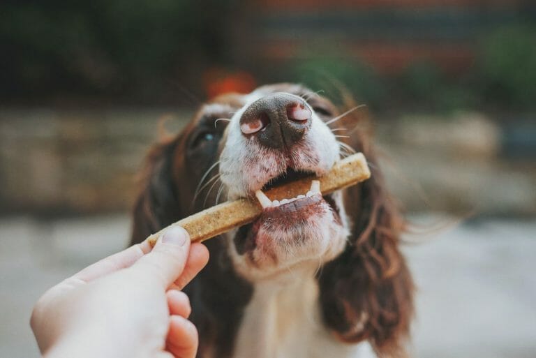 Do Dog Treats Expire? 7 Tips to Make them Last