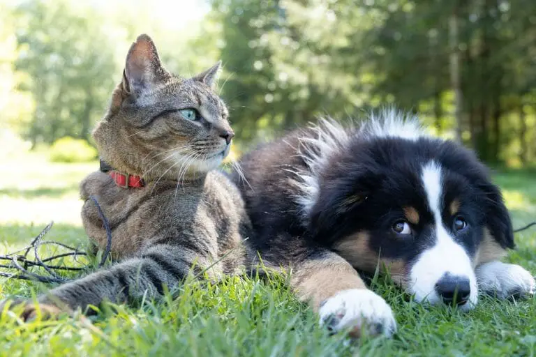 Do Dog Silencers Affect Cats? 4 Reasons and More To Know