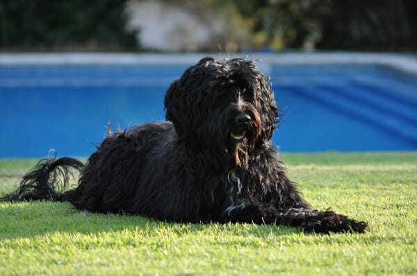 Portuguese Water Dog German Shepherd Mix 101: The Essential Guide 