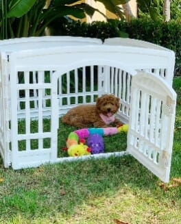 Dog Pen Ideas: 14 Inspos You Can Follow